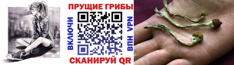 Псилоцибиновые грибы Cubensis Данков